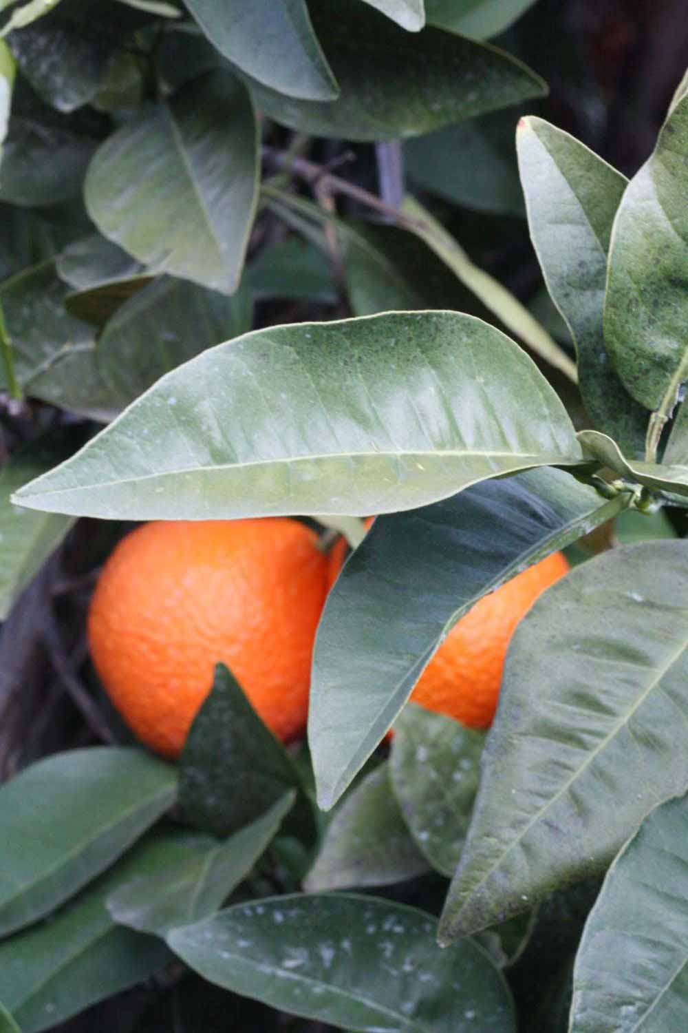              Sun leaves (Lindcove, CA)       